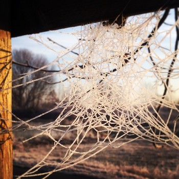 Frozen web