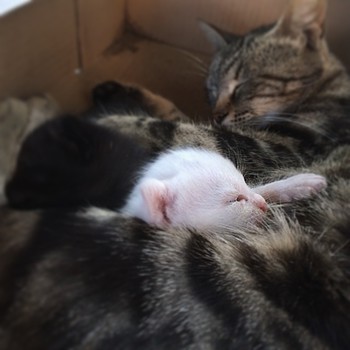 #cat And #kitten Sleeping after lunch