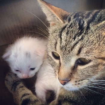 Mum and her kitten. #cat #kitten