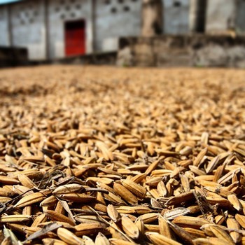 #raw #rice in #Congo #africa