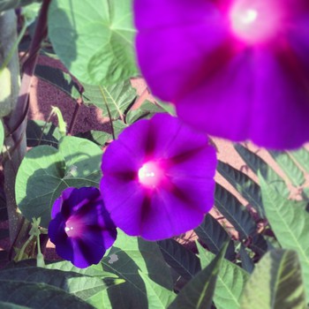 #Very #violet #flower