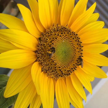 #sunflowers #girasole