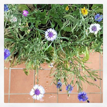 Fiori di campo in terrazza