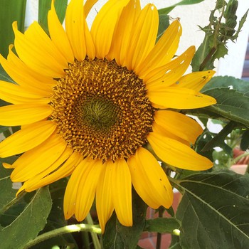 Primo girasole sbocciato in terrazza #sunflowers #seed