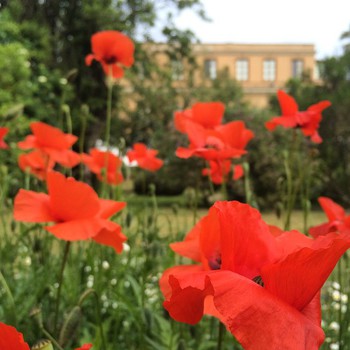 Dell'orto botanico di #Roma