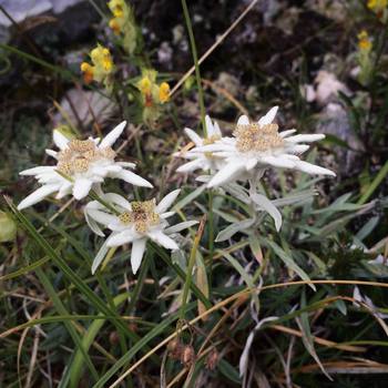 #Edelweiss found during the #AltaVia numero 1 with @lisamarchioretto