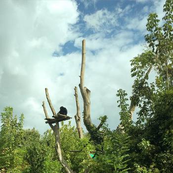 Thinking chimp #bioparcoroma