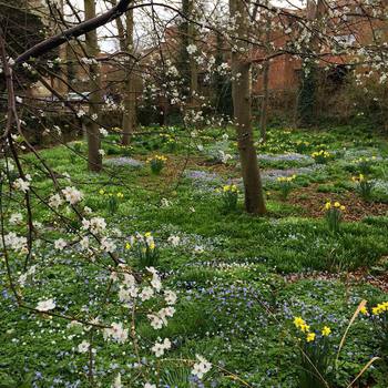 The best spot in the walk from #cambridge city center to the #computerlab - Burrel's walk