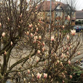 From my room in Grantchester rd #bloom #cambridge #magnolia #spring