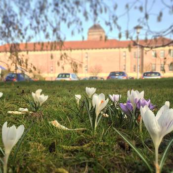 #crocuses in #cambridge