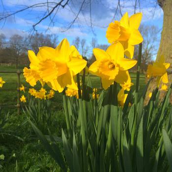 # flowers #spring in #cambridge  http://4ngs.com/go/fB