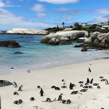 #capetown #africa #penguins