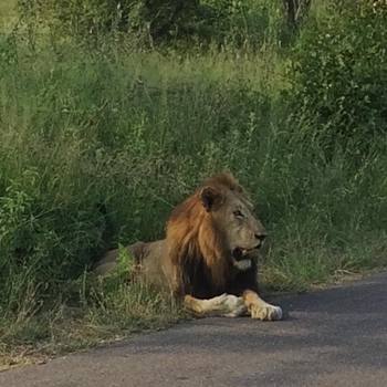 The #lion that had #fun #SouthAfrica #krugernationalpark