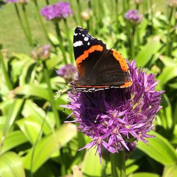 #butterfly on a #flower