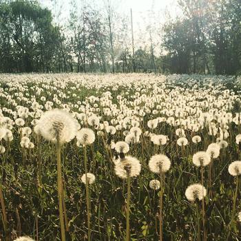 #dandelion #spring #sunset