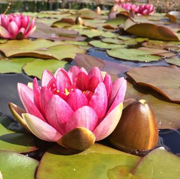 #water #flower #lotus