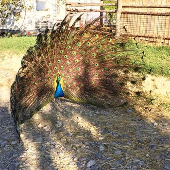 #peacock  #pavone delle #colline #senesi #toscana #tuscany