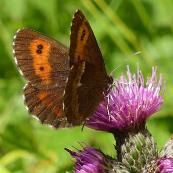 #farfalla #butterfly #wild #altopiano di #asiago