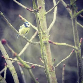 From my kitchens window #bird #Norfolk #spring