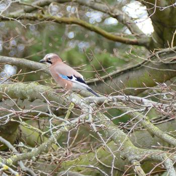 #bird #spring #norwich #british #nature