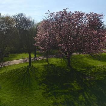 From my offices window. #finally #spring in the #uk #Norwich #quadram