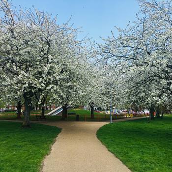 #spring #explosion in our #Norwich #public #garden  like it was a #cherryblossom