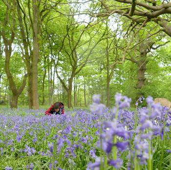 @lisamarchioretto in a #bluebell #wood  #blickling #norfolk #bloom #countryside #spring