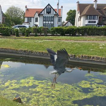 Alan: the #heron living in #greatyarmouth  #nature #beach #broads #norfolk