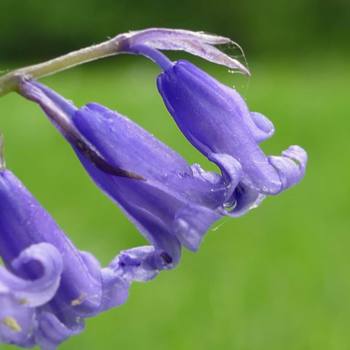 Last days of the #bluebells - #norwich #norfolk #bloom #spring #flowers