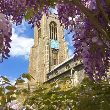 #Wisteria framing #stGiles #church in #Norwich  #spring #bloom #lilac