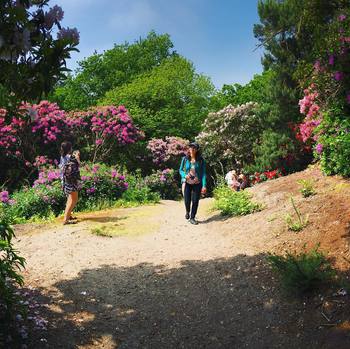 How many #rhododendron have been planted in #sheringhampark ? #colors #colourful #sheringham #norfolk #nationaltrust