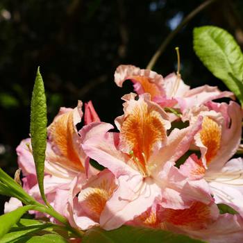 Arent these #rhododendron beautiful? #sheringham #park #bloom #spring #flowers #macro