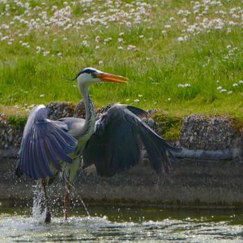 Alan the #Heron of #greatyarmouth  a #cute #fisher in #Norfolk