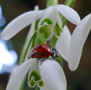 #spring is in the air #ladybug #snowdrops #nature #macro #bugslife